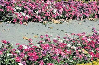 सांसों के गजरे कुम्हलाए, आप न आये