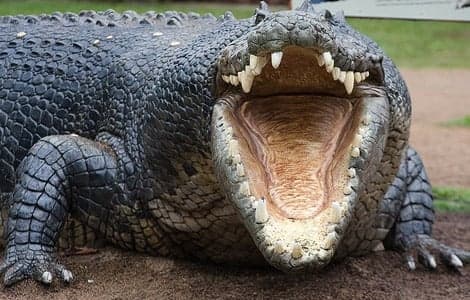 बगहा में नदी से बाहर आया मगरमच्छ, शिकार की खोज में रिहायशी इलाके में घुसा, लोगों में दहशत