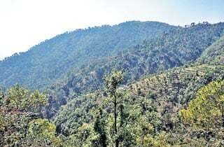 पर्वतों पर खिले बुरांस के फूल