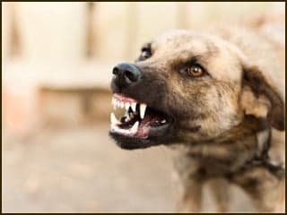 बिहार: एक साल में 3 लाख लोगों को कुत्तों ने काटा, इन तीन जिलों को छोड़ सभी जिलों के लोग हुए शिकार...