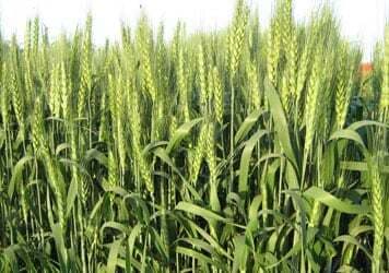 भारतीय कृषि नीति को इयू का झटका