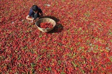 सउदी अरब ने भारत से मिर्च के आयात पर बैन लगाया