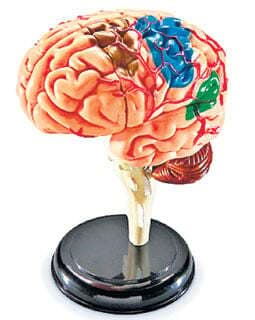 लाइलाज नहीं ब्रेन ट्यूमर