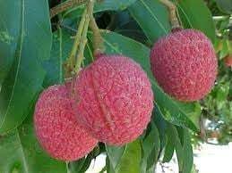 बारिश से लीची की फसल में जान आयी, किसानों की आशाएं बढी