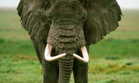 दुनिया के सबसे बड़े हाथी सताओ की हत्या