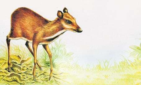 प्यारा और अनूठा माउस डियर