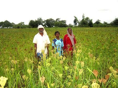 मोटे अनाज की खेती से बहुरे किसानों के दिन