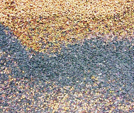 किसानों के हित में बीज ग्राम योजना