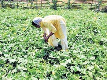 चाह से निकली राह, ग्रुप फार्मिग से सशक्त होती महिलाएं