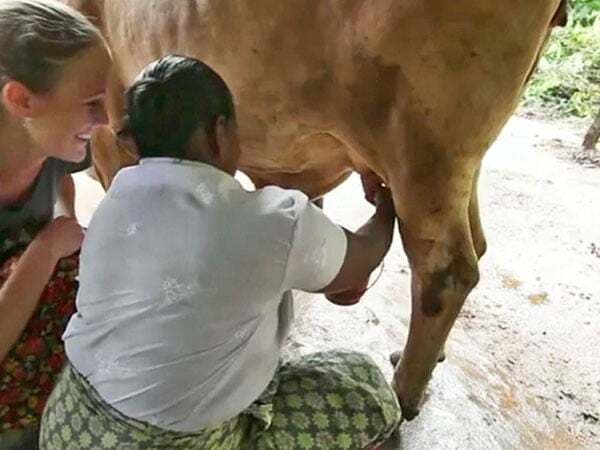 दो वर्षीय गाय ने गर्भ धारण से पहले ही दूध देना शुरु किया