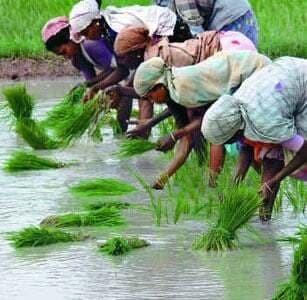 5,000 से अधिक कृषि विशेषज्ञों की नियुक्ति जल्द
