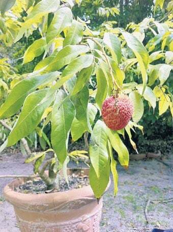 जापान से आयी बोनसाई कला