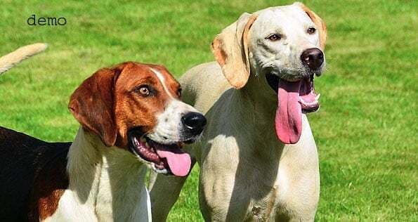 और करा दी कुत्ते-कुतिया की शादी,एसयूवी कार से निकली कुत्ते की बारात