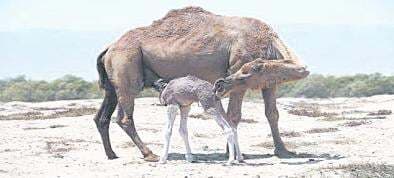 भारत को भी रास आया पाक का करामाती दूध