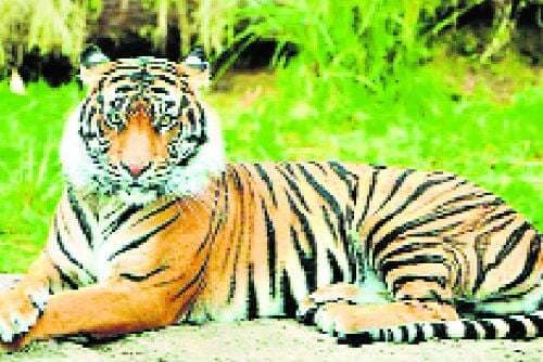 भारत की आन, बान और शान की  खास पहचान