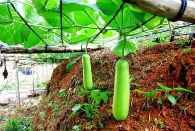 लौकी बड़ी कारगार