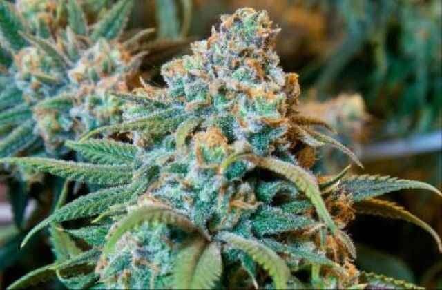 पुराने दर्द की कारगार दवा है भांग