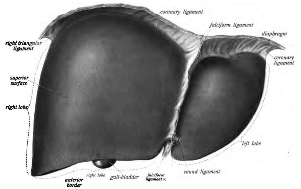 क्या आपका लीवर ठीक काम कर रहा है?