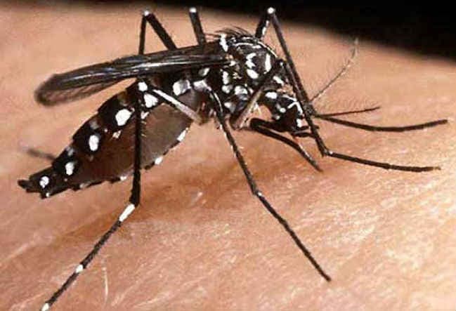 ब्राजील में डेंगू ने ली 700 लोगों की जान