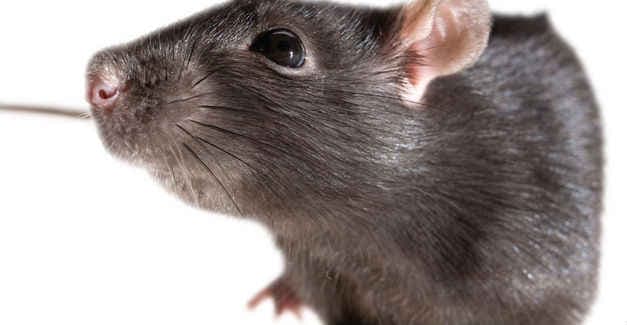 खोला रैपर निकला जिंदा चूहा