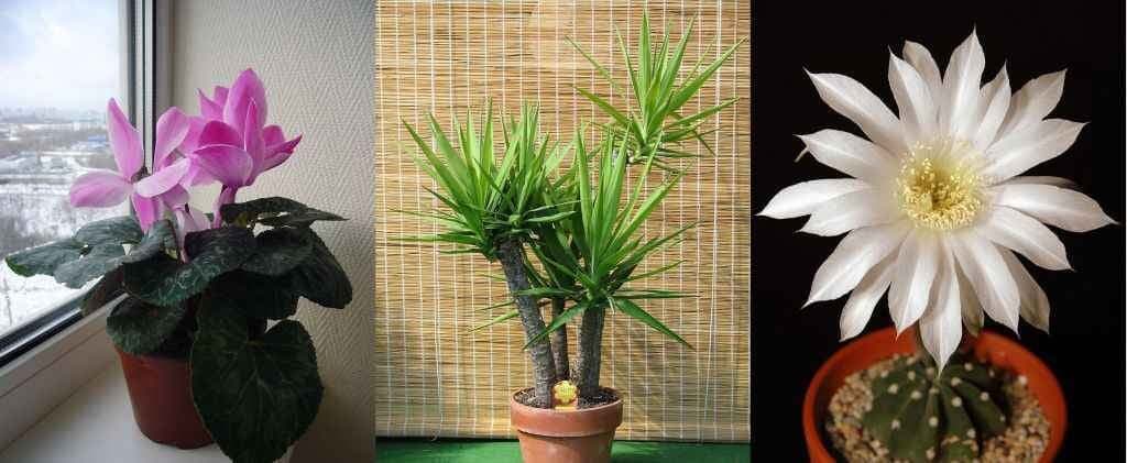 पौधे भी मेड इन चाइना