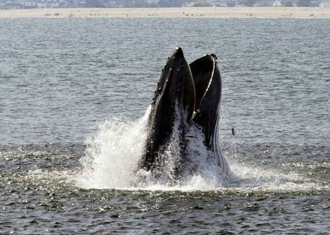 व्हेल वॉचिंग बोट डूबी, पांच की मौत, 21 बचे