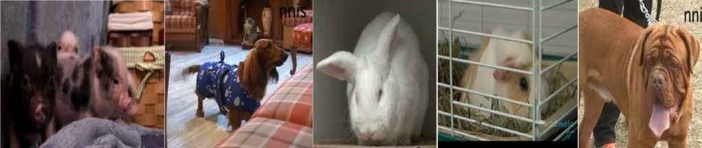 पालतू जानवरों से रहें सावधान!