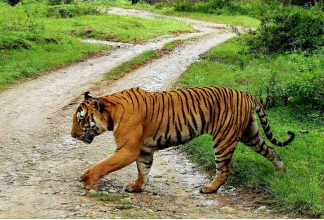 Bihar: VTR से बाहर आया बाघ, गांव में दिखा पंजों के निशान, तीन शिफ्ट में निगरानी कर रहे गांव वाले