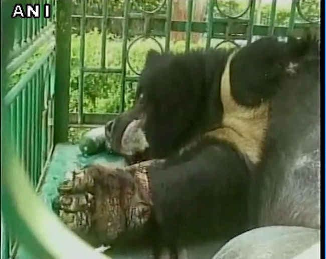 लकवाग्रस्त हिमालयन भालू ''सोनू'' को दी जायेगी ‘दया मृत्यु''