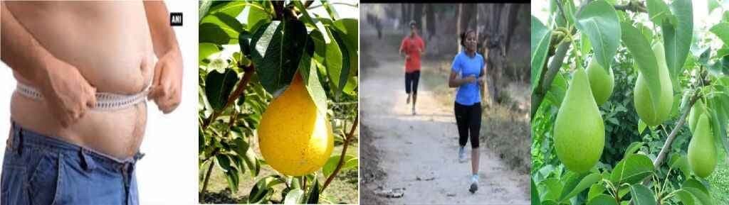 मोटापे का सस्ता इलाज है ‘नाशपाती’