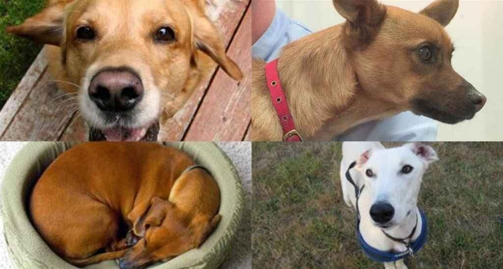 घरेलू कुत्ते दूर करते हैं बच्चों में दमा का खतरा: रिसर्च