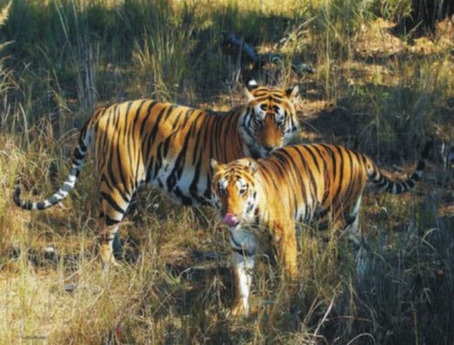 दुनिया के 70 फीसदी बाघ हैं भारत में, देश में इनकी संख्या बढकर 2,226 हुई