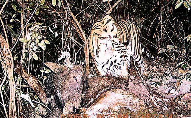 बेतला में दिखा एक और बाघ