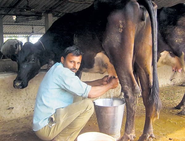 करीब 20 हजार दूध उत्पादकों को किसान का दर्जा, किसानों की तरह मिलेगी यह सुविधा