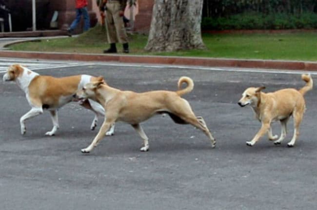 ''कुत्तों की समस्या सुलझाओ, नहीं तो मंत्रियों के घर पर छोड देंगे कुत्ते''