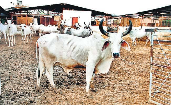 गाय नहीं बची, तो भारत भी नहीं बचेगा