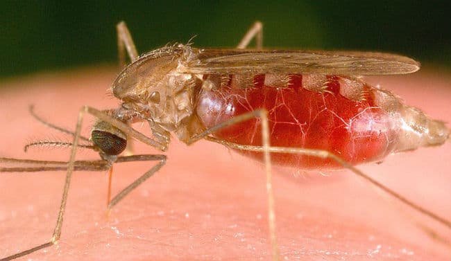 भारत में घट रहा मलेरिया, विश्व में हर साल मरते हैं पांच लाख लोग : डब्ल्यूएचओ