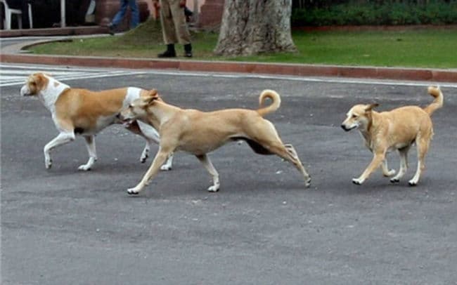 UP News: बांदा में बाजार जा रही 6 साल की मासूम के पीछे दौड़े कुत्ते, बालिका की गड्ढे में गिरकर मौत