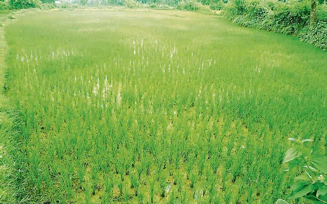 कुपोषण से लडने के लिए वैज्ञानिकों ने अधिक जस्ते वाली धान की किस्म विकसित की