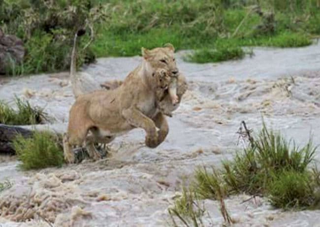 बारिश के बाद गुजरात में चार और शेर मृत मिले