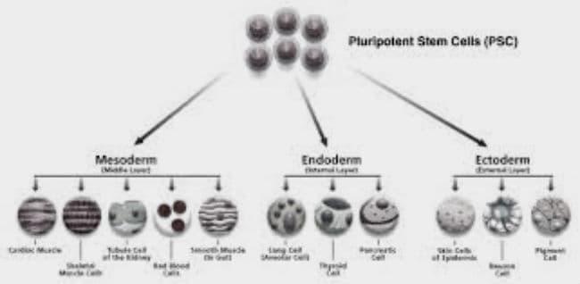 वैज्ञानिकों ने स्टेम सेल से ''मिनी हार्ट'' बनाया