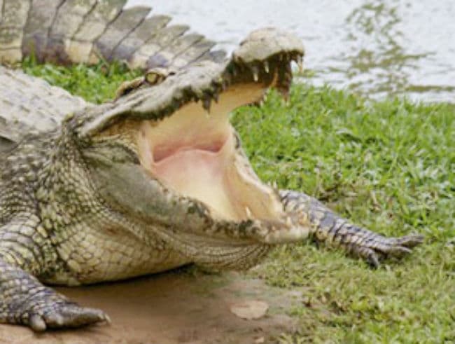 गोवा के बीच पर देखा गया मगरमच्छ, पर्यटकों में मचा हड़कंप