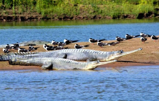 मगरमच्छ से लडकर मौत के मुंह से बचकर निकली महिला