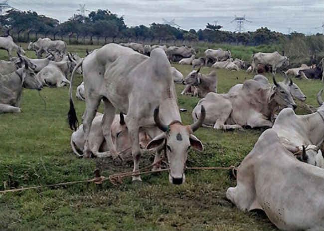 173 गाय बरामद, 12 तस्कर गिरफ्तार