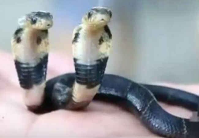 चीन में पैदा हुआ दो मुंह वाला सांप, वीडियो वायरल