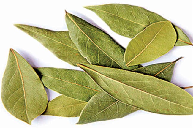 मसाला नहीं औषधि है तेजपत्ता