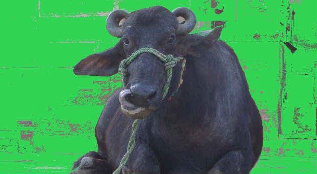 यूपी के बाद अब दिल्‍ली पुलिस जुटी भैंसों की तलाश में !