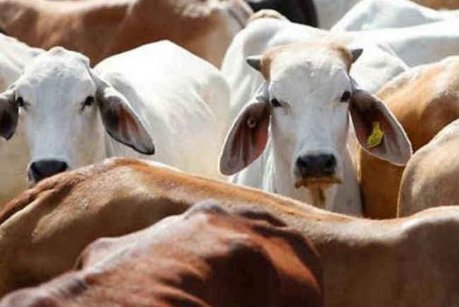 गुजरात सरकार ने होर्डिंग्स पर लिखा : ''बीफ'' खाना कुरान के हिसाब से गलत