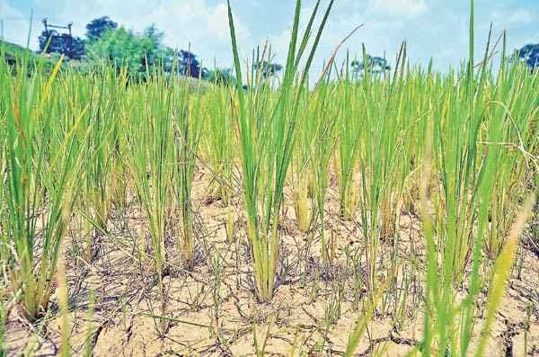 बिहार में जमकर बरसे बदरा, बावजूद कई जिलों में सूखे जैसे हालात