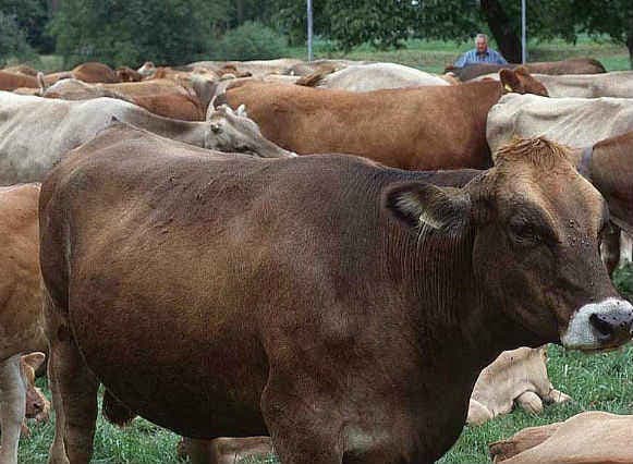 धर्मनिरपेक्ष नेपाल ने गाय को राष्ट्रीय पशु घोषित किया